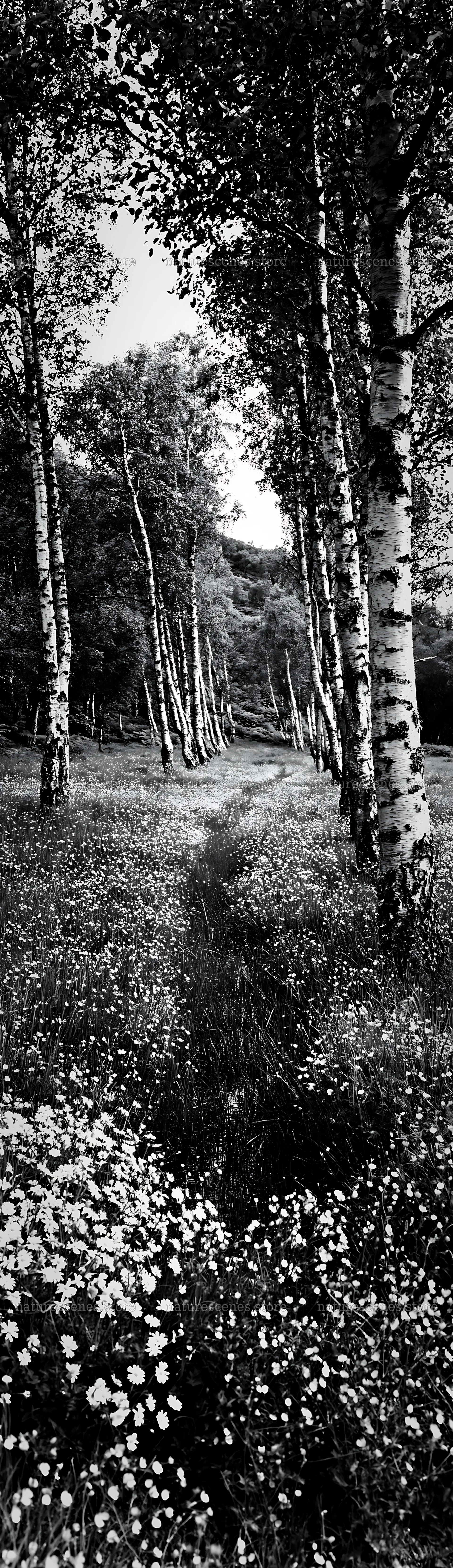 Birch grove with flowers along a path in a meadow – nature scenes 4268x14762
