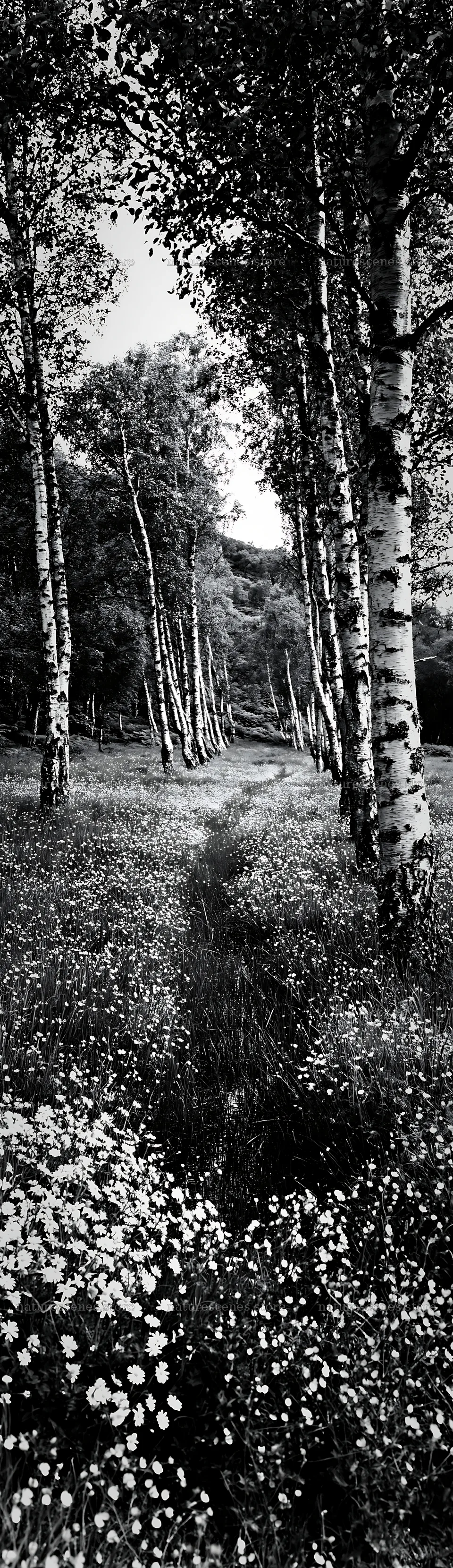 Birch grove with flowers along a path in a meadow – nature scenes 4268x14762