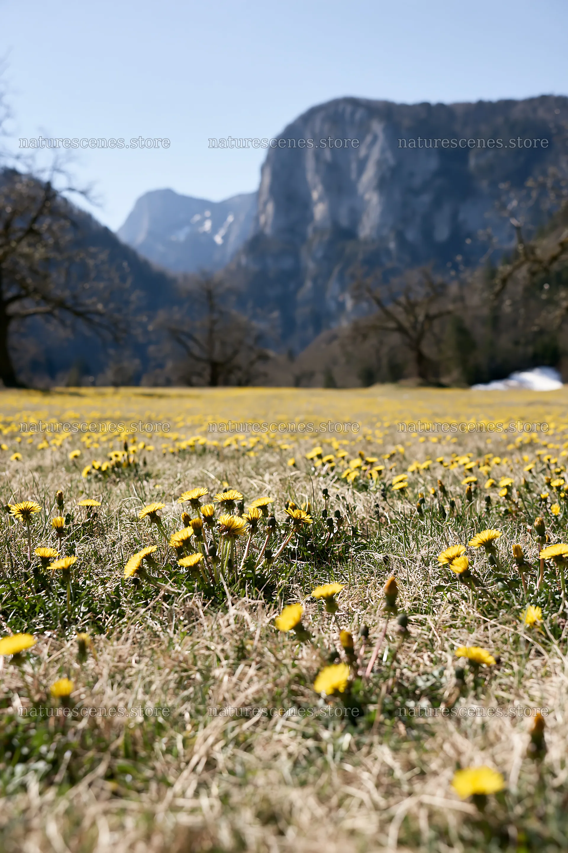 Dandelion orchard meadow with mountains in the background – nature scenes 6480x9722