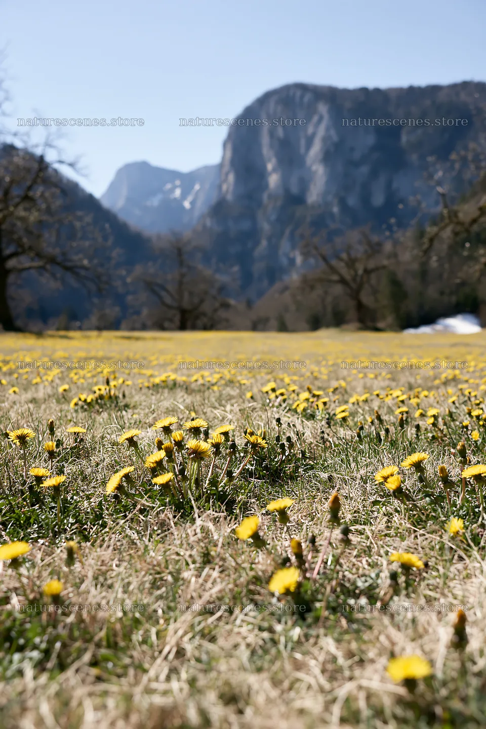 Dandelion orchard meadow with mountains in the background – nature scenes 6480x9722