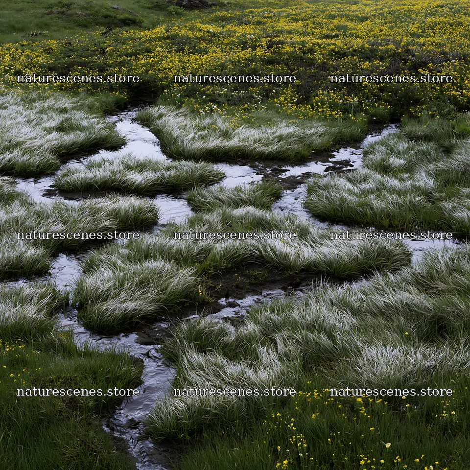 Akita snowmelt meadow with silver grasses and flowing water – nature scenes 7938x7938