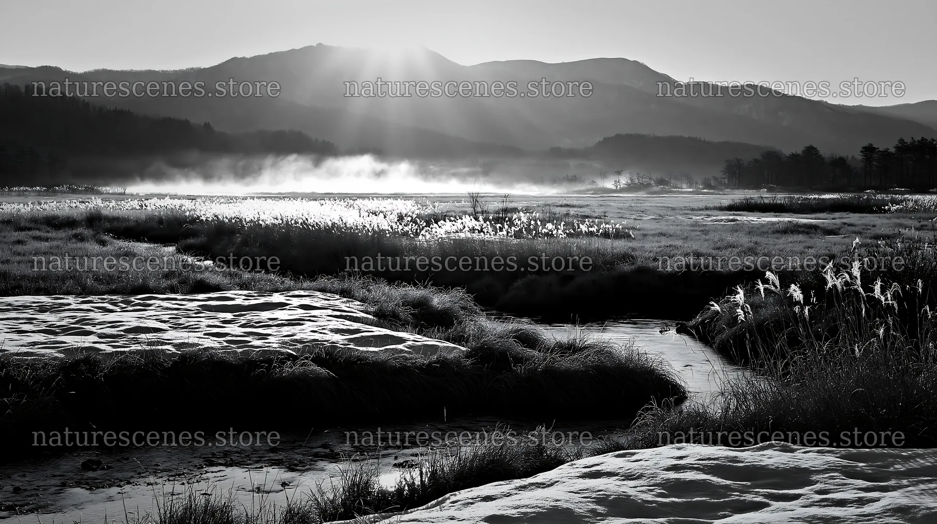 Akita snowmelt meadow with silver grasses under morning light – nature scenes 10608x5938