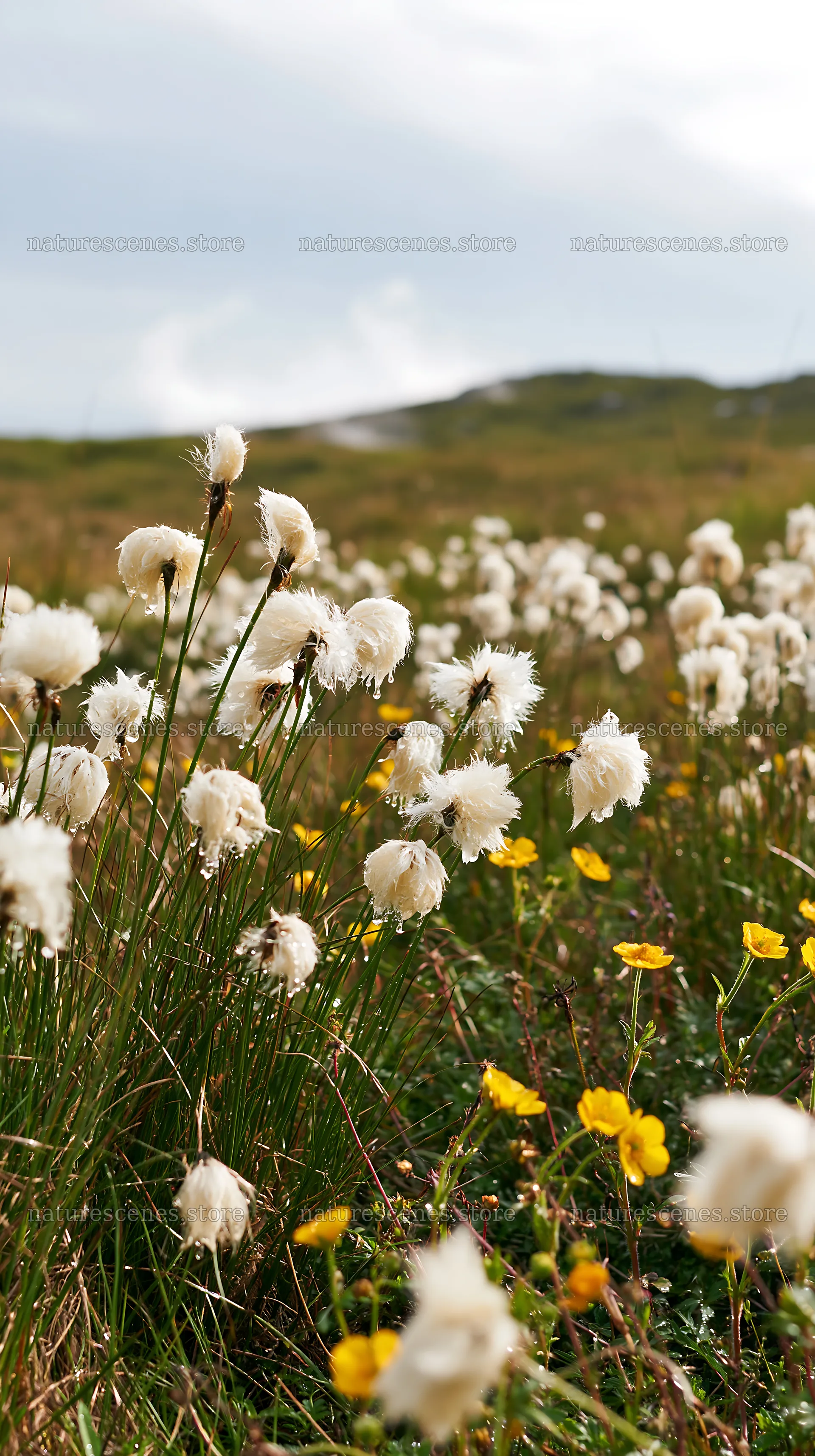 Cottongrass meadow and wildflowers in summer light – nature scenes 5938x10608