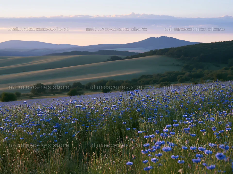 Cornflower meadow website header image with hills in the background – nature scenes 9174x6866