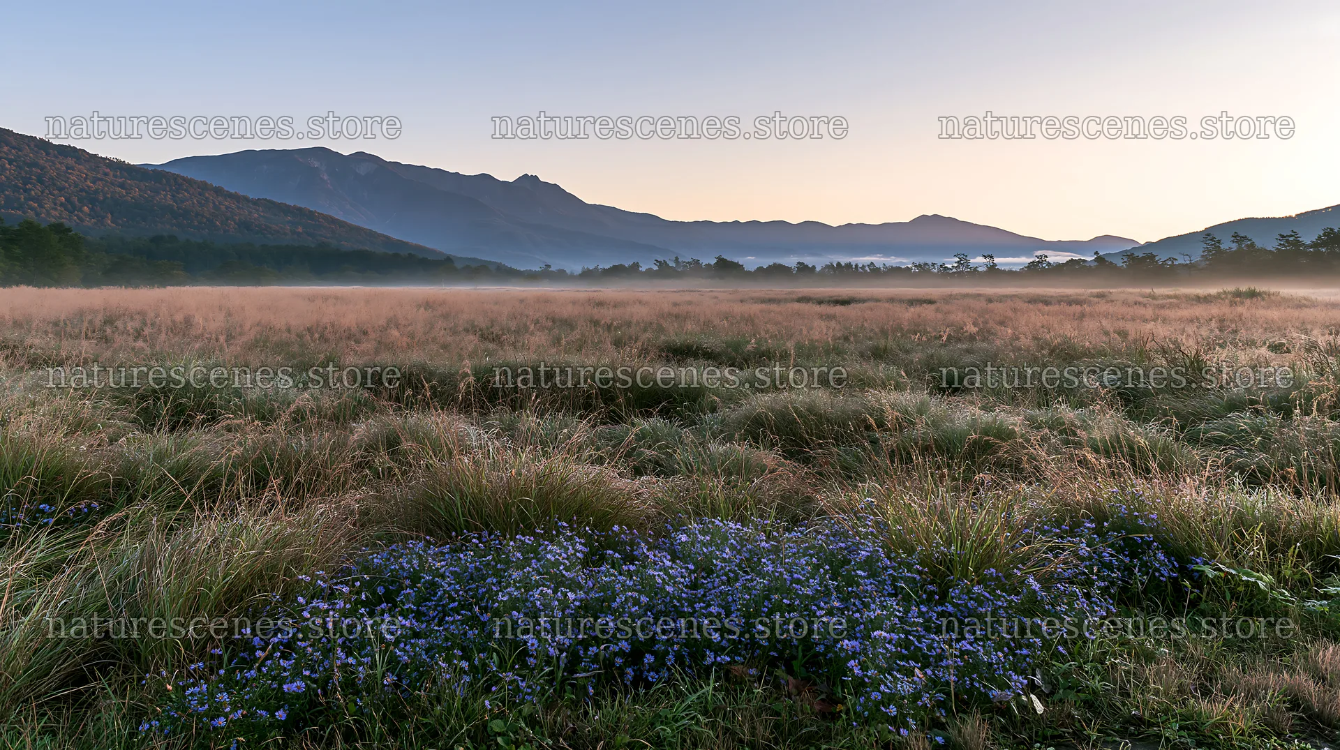 Biodiverse Nagano silver grass meadow dew under morning light – nature scenes 10608x5938