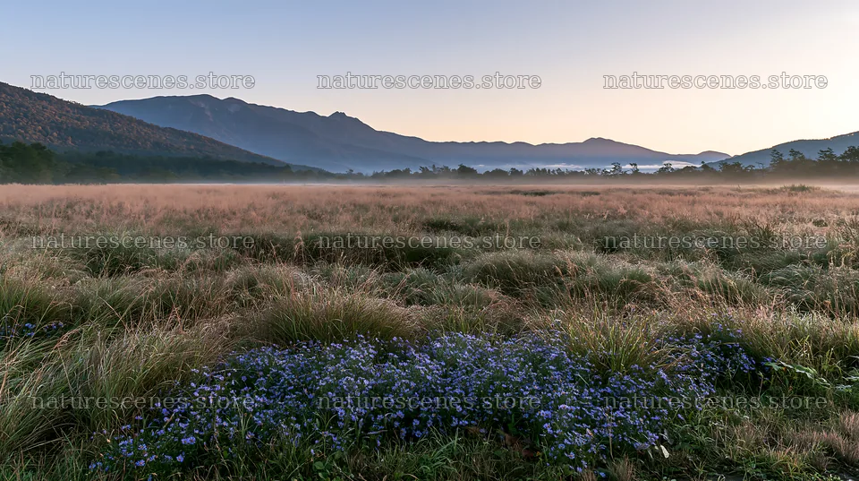 Biodiverse Nagano silver grass meadow dew under morning light – nature scenes 10608x5938
