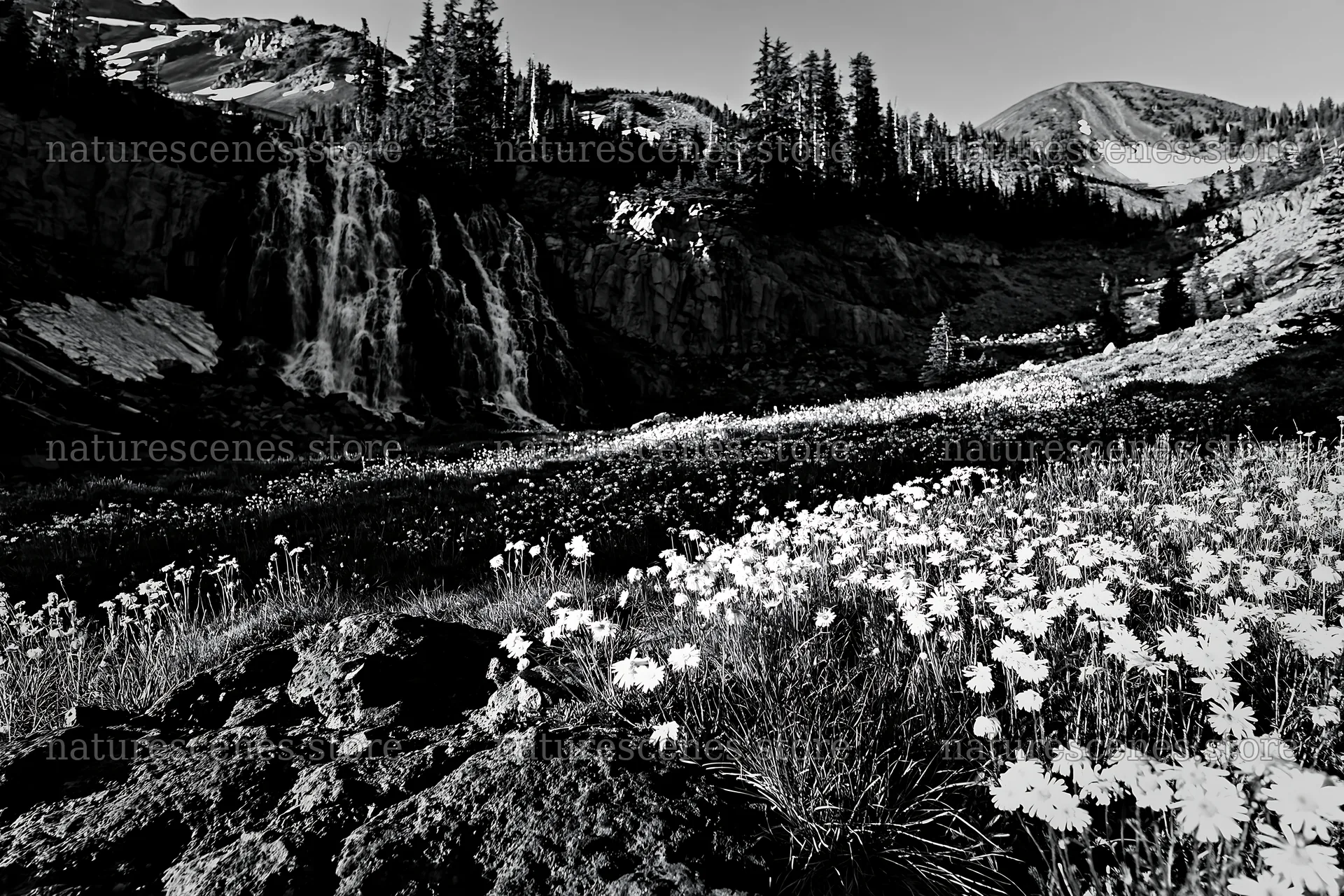White wildflower meadow below a waterfall in the mountains – nature scenes 9722x6480