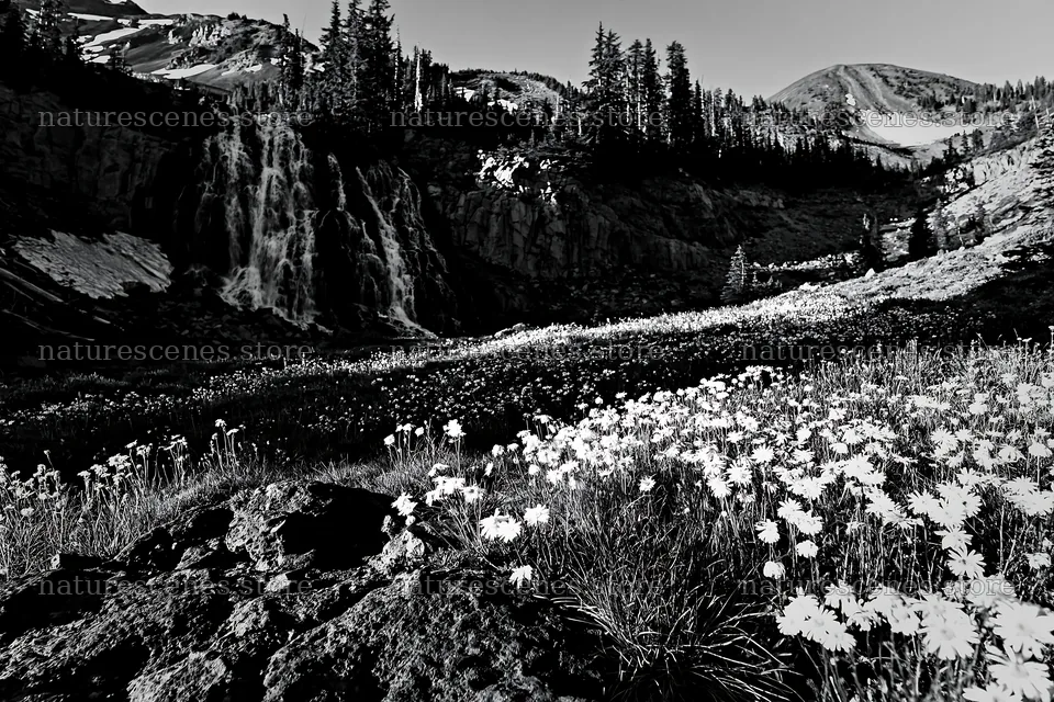 White wildflower meadow below a waterfall in the mountains – nature scenes 9722x6480