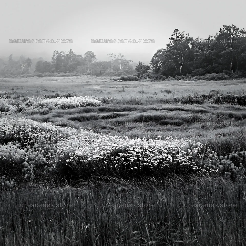 Expansive Hokkaido restoration meadow with dewdrops – nature scenes 7938x7938