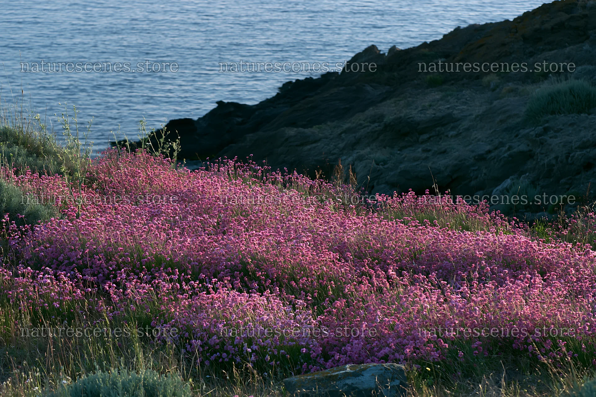 Italian meadow along rocky coast with pink flowers by the sea – nature scenes 9722x6480