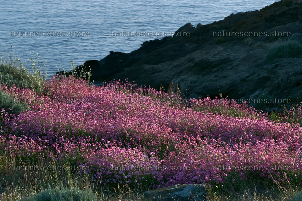 Italian meadow along rocky coast with pink flowers by the sea – nature scenes 9722x6480
