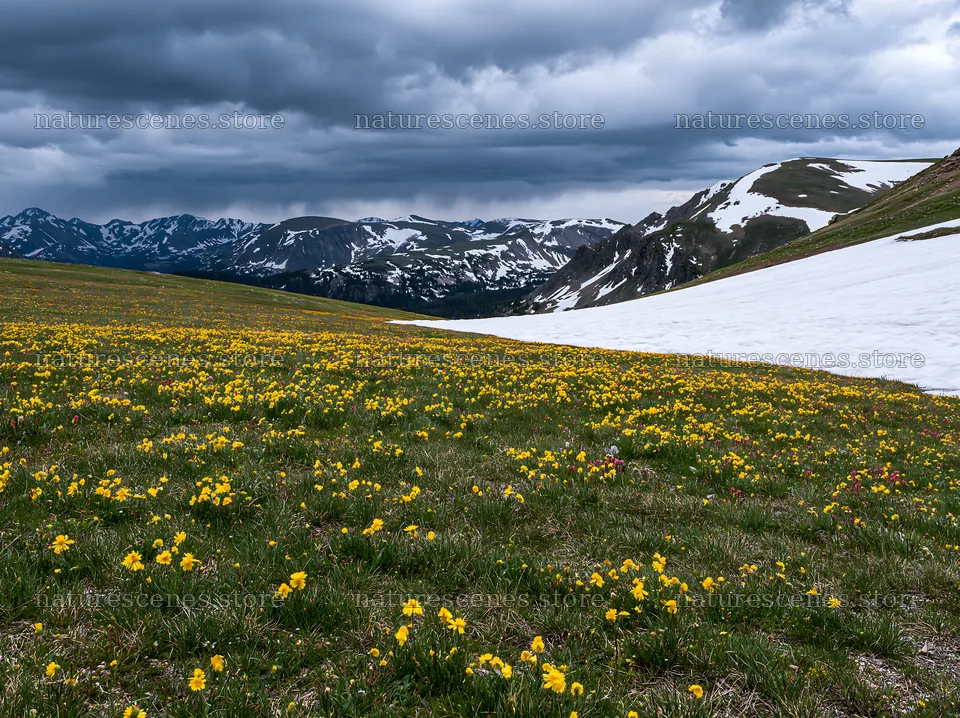Snowy Rocky Mountain Park meadow with flowers and cloudy sky – nature scenes 9174x6866