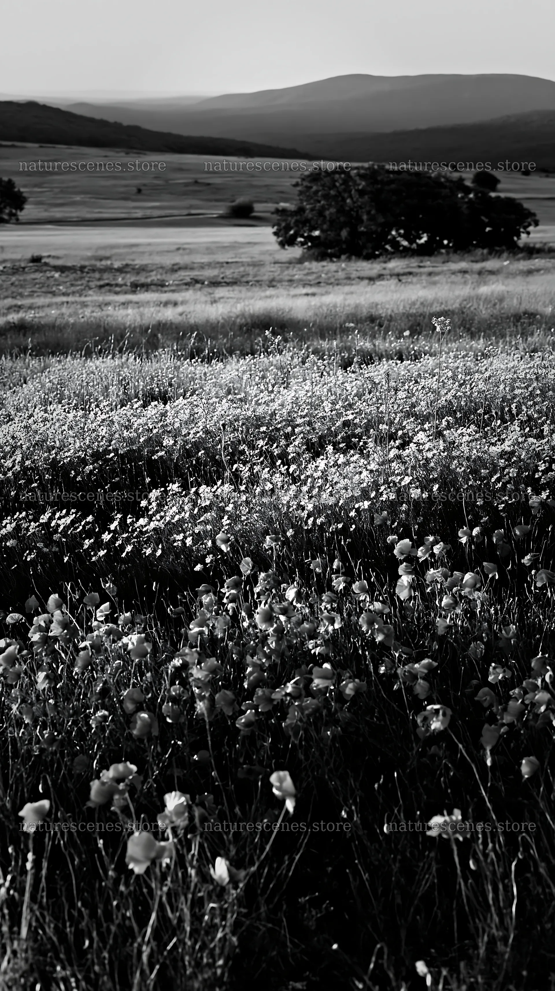 Poppy flax meadow with trees and hills in the distance – nature scenes 5938x10608