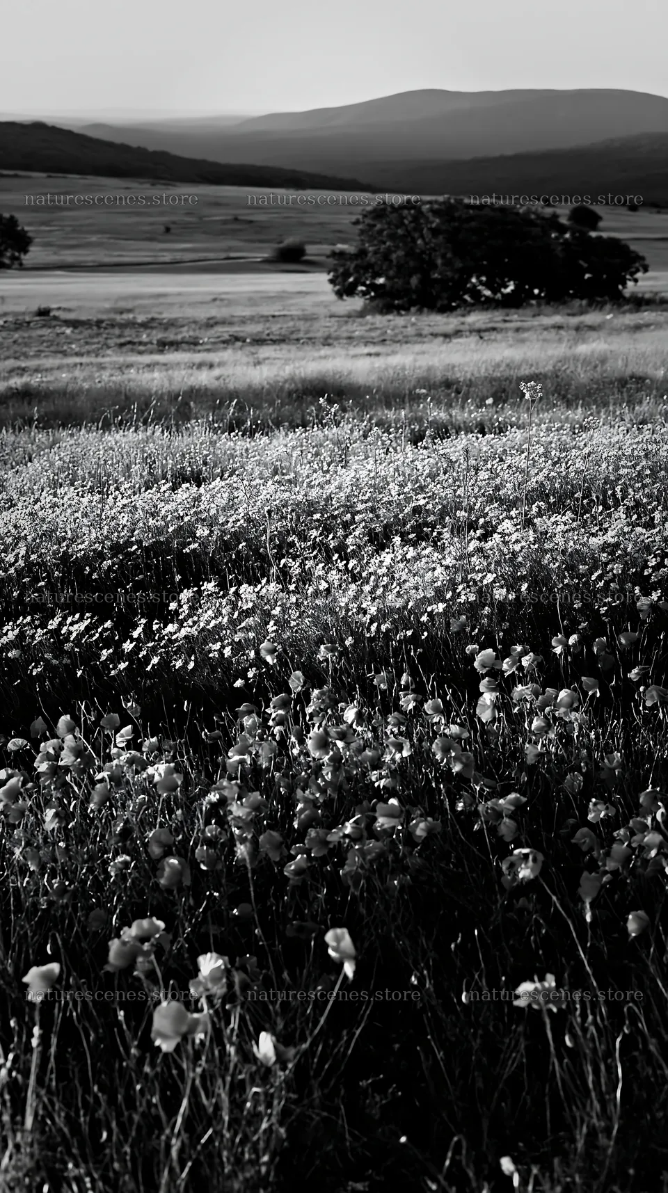 Poppy flax meadow with trees and hills in the distance – nature scenes 5938x10608