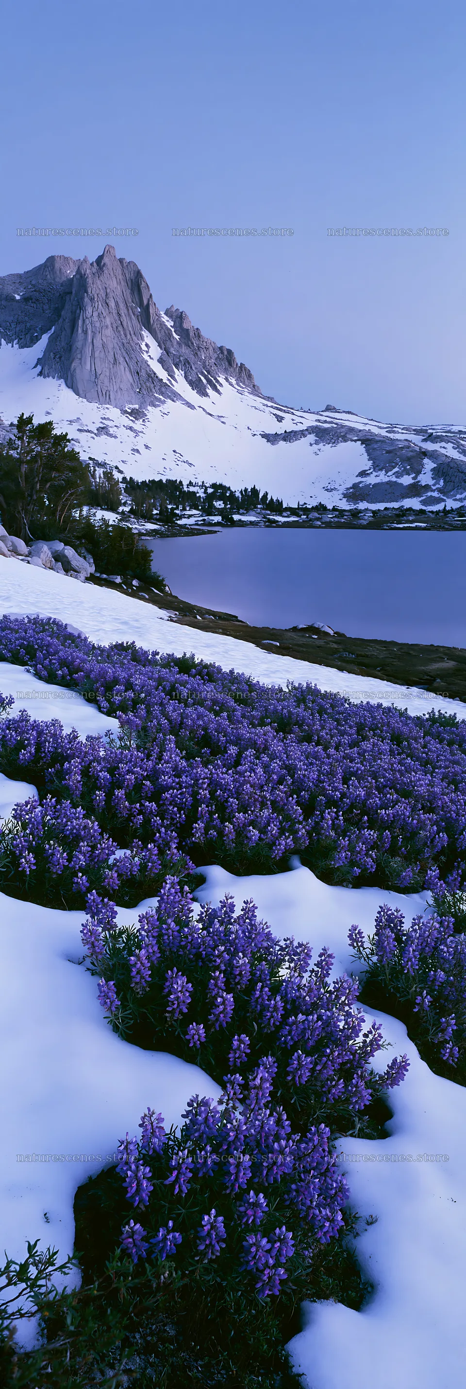 Snowy lakeside meadow with purple flowers and mountains – nature scenes 4602x13690