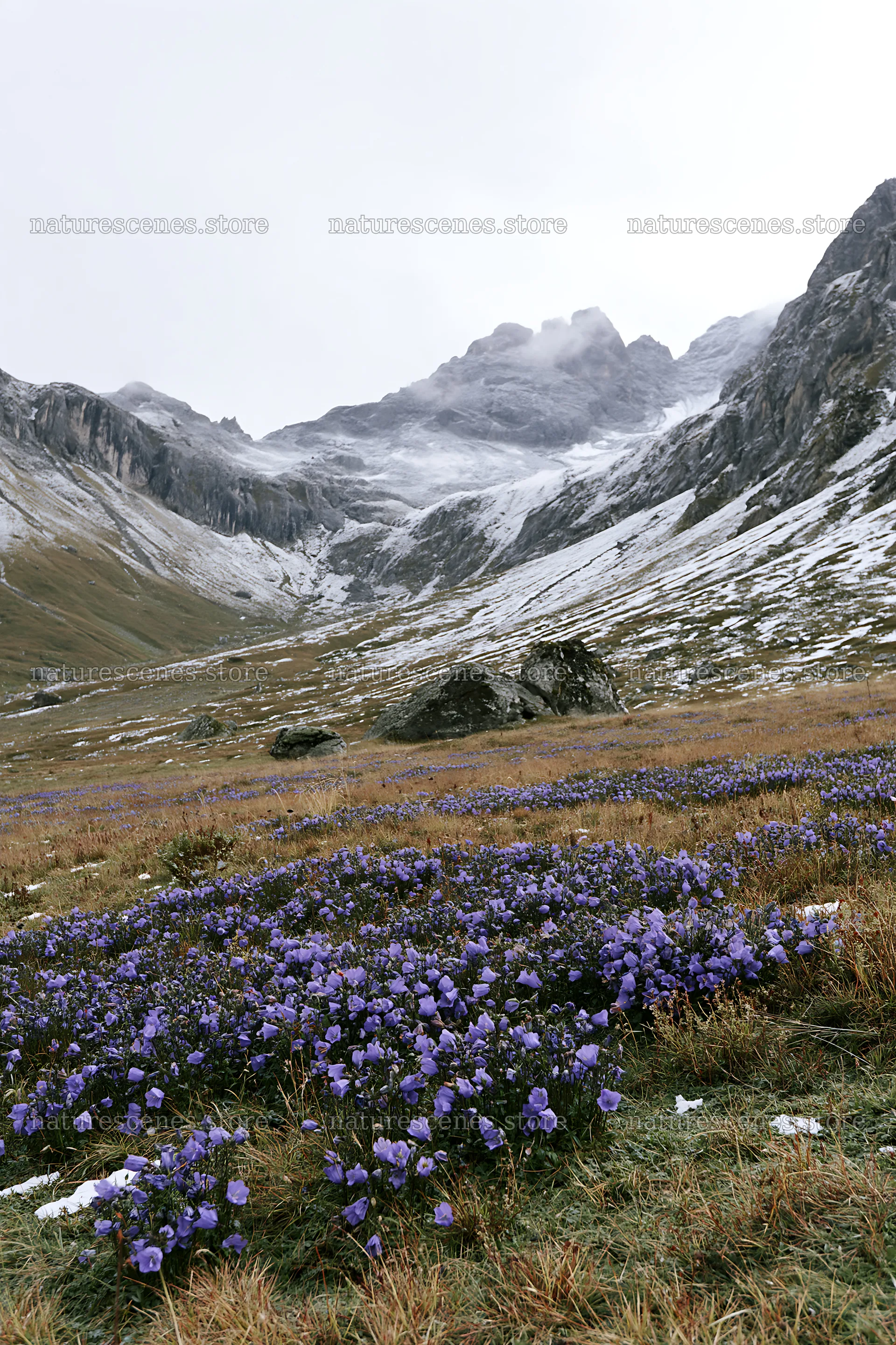 Swiss alpine meadow with flowers and mountains – nature scenes 6480x9722
