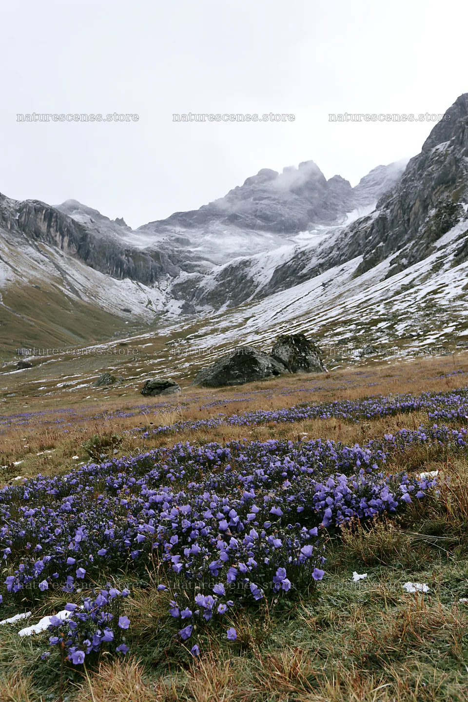 Swiss alpine meadow with flowers and mountains – nature scenes 6480x9722