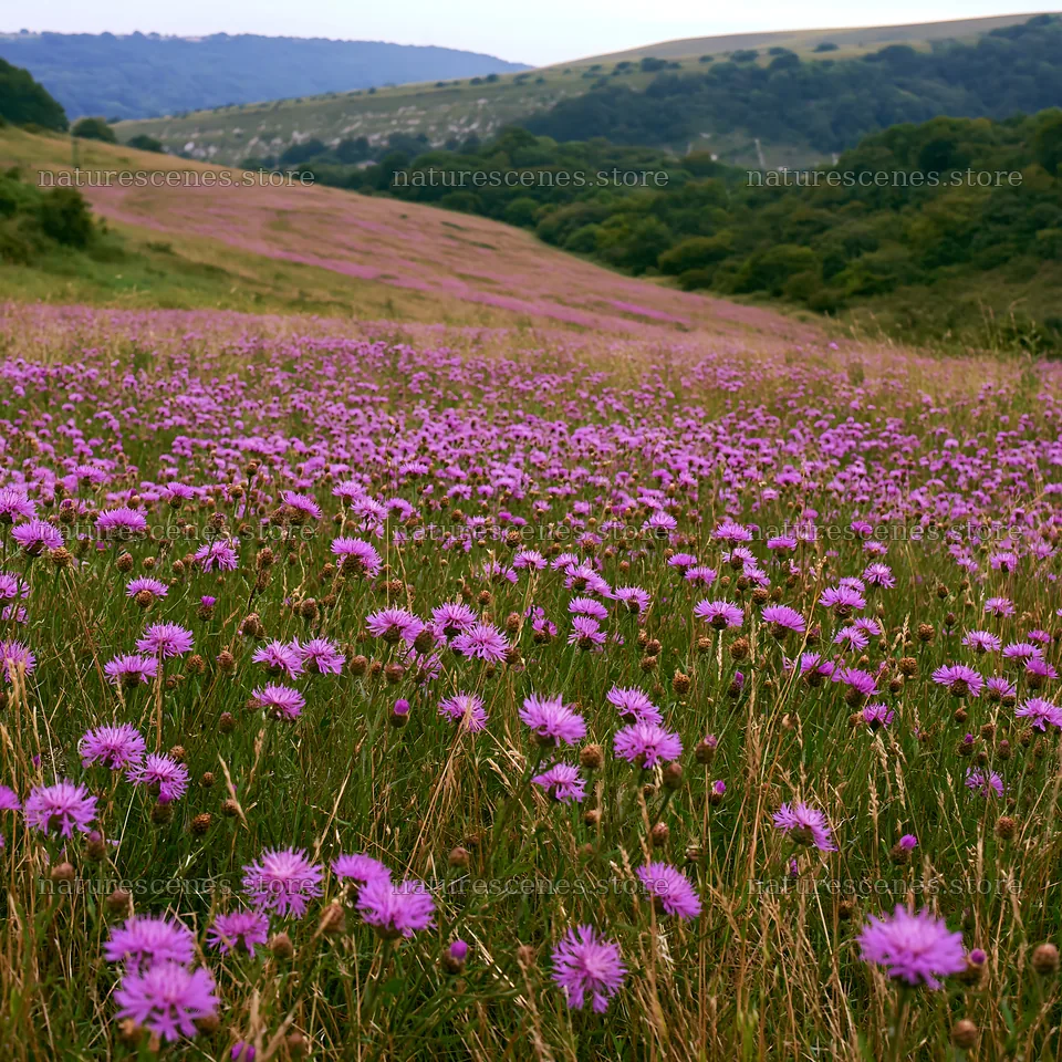 Violet knapweed meadow with flowering plants in a hillside setting – nature scenes 7938x7938