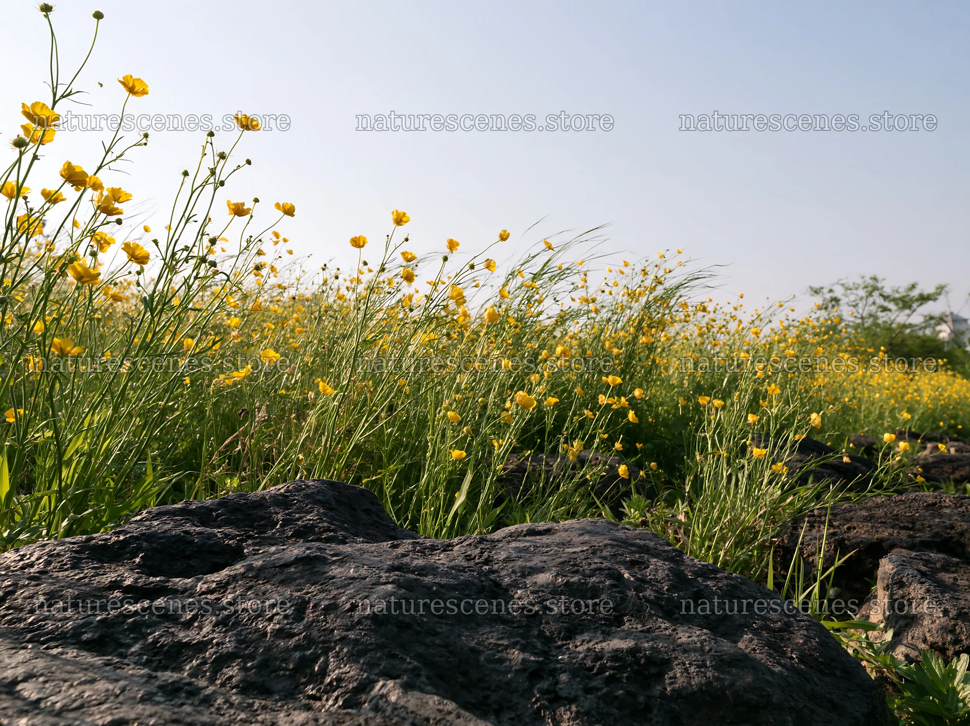 Kyoto spring wildflower meadow stone foreground – nature scenes 9174x6866