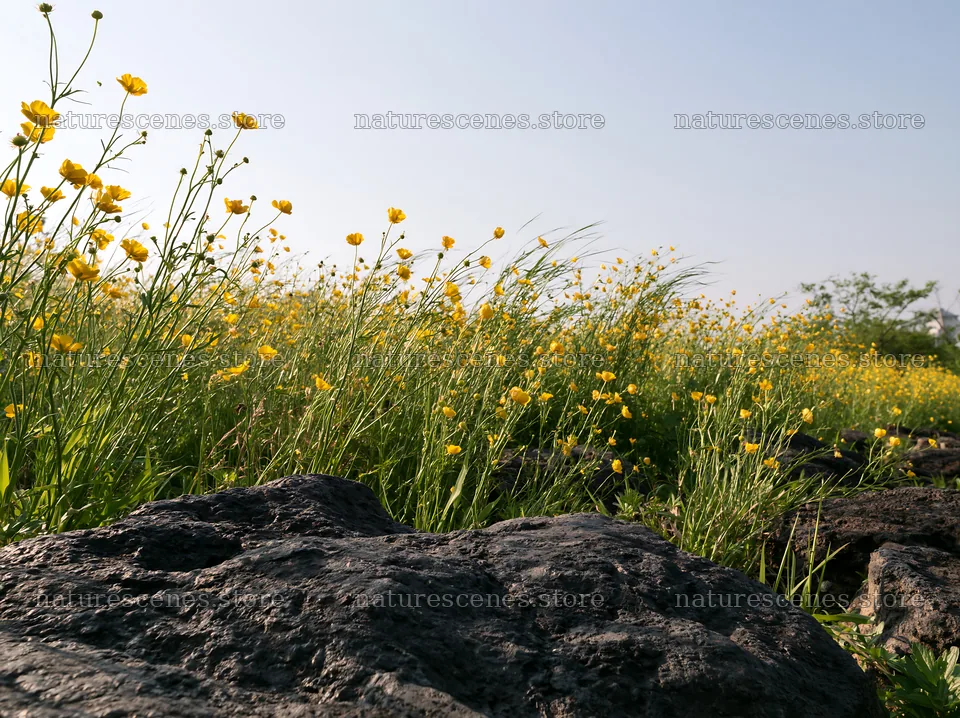 Kyoto spring wildflower meadow stone foreground – nature scenes 9174x6866