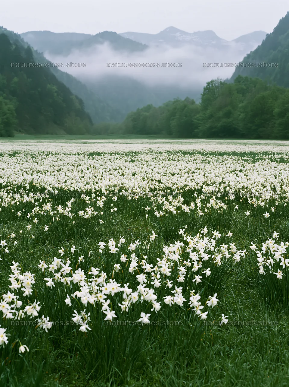 French meadow with flowers below Pyrenees mountains – nature scenes 6866x9174