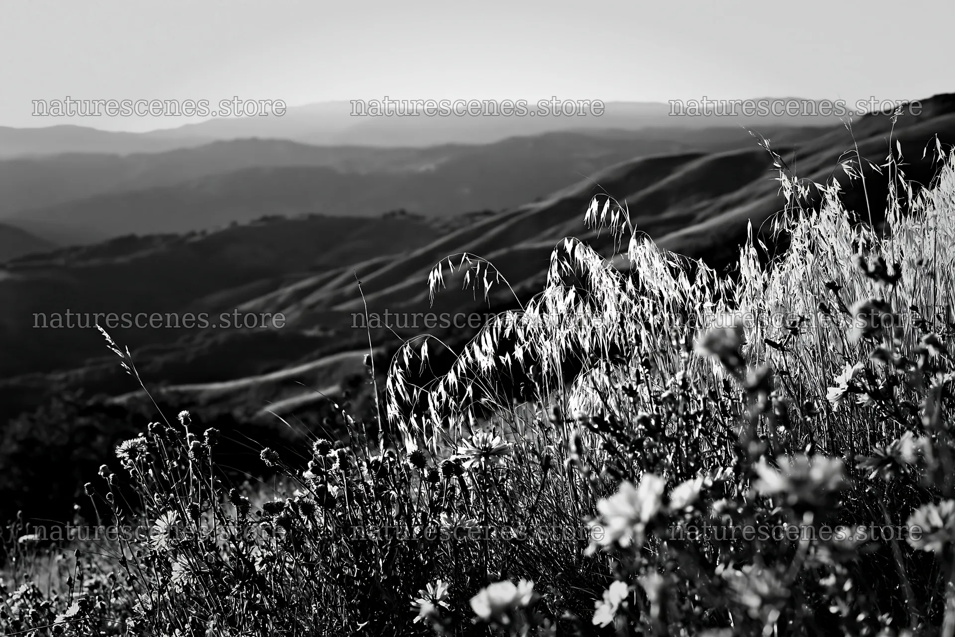 Meadow with seedheads and distant hills in black and white – nature scenes 9722x6480