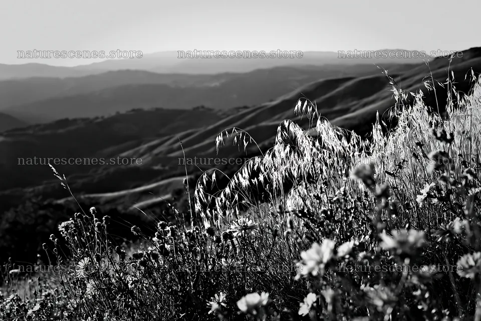 Meadow with seedheads and distant hills in black and white – nature scenes 9722x6480