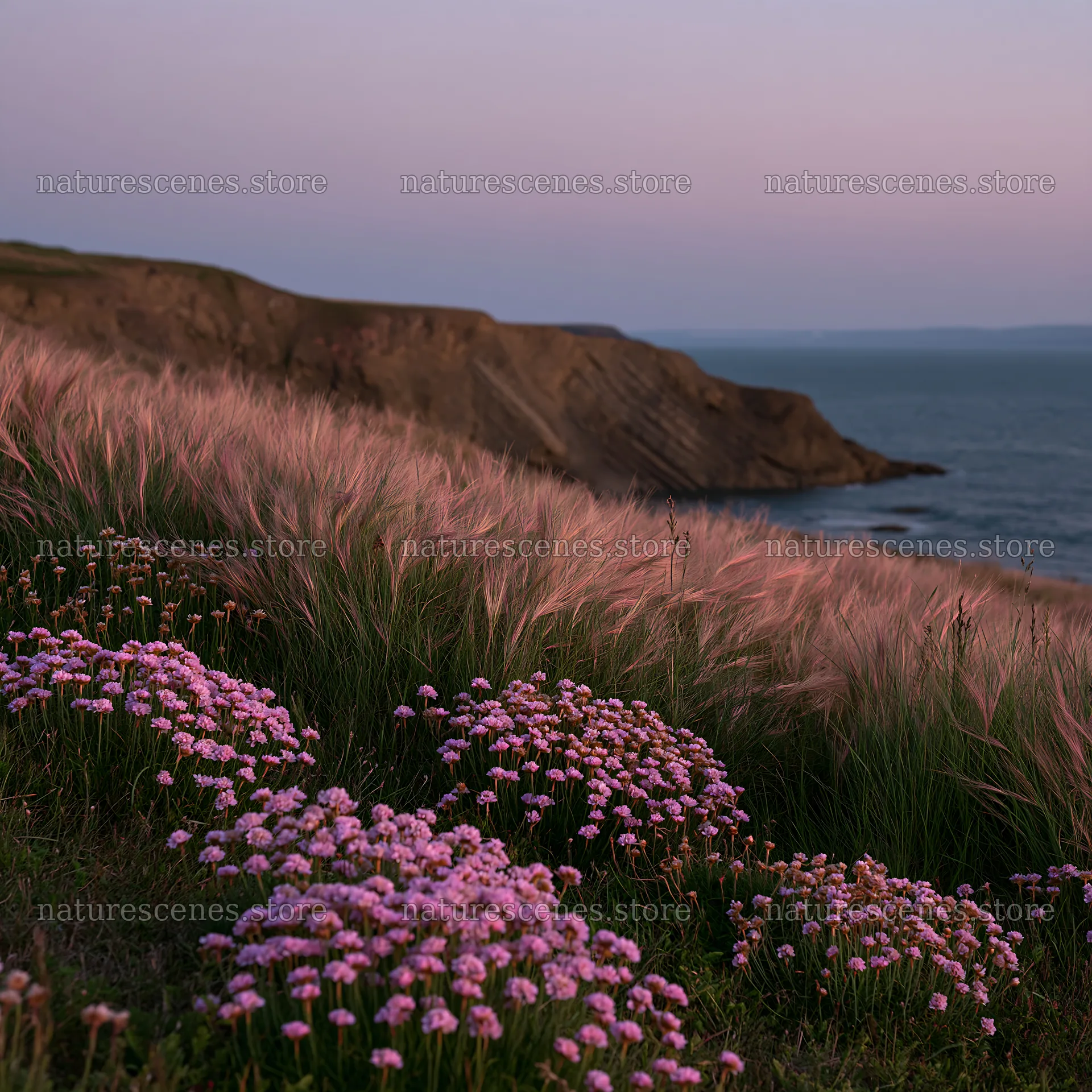 Coastal meadow with pink flowers and ocean view at dusk – nature scenes 7938x7938