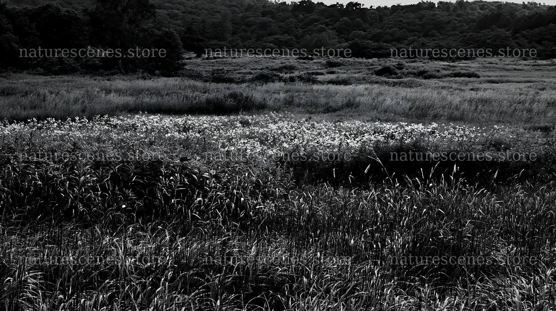 Iwate rain refreshed meadow seedhead foreground – nature scenes 10608x5938