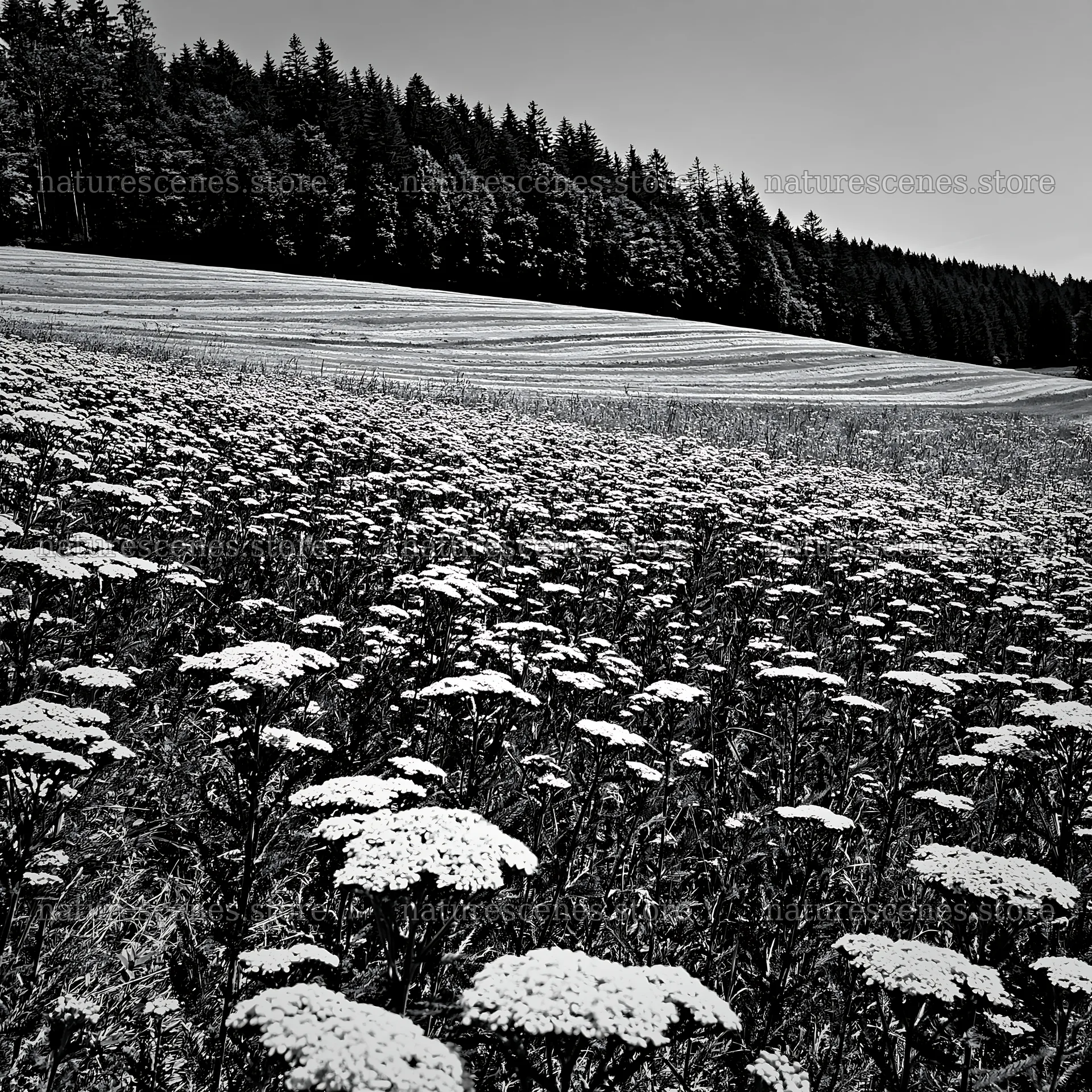 Yarrow meadow bloom in black and white setting – nature scenes 7938x7938