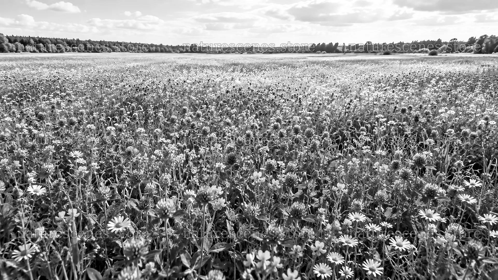 Black and White Wildflower Field in Bloom – nature scenes 10324x5812