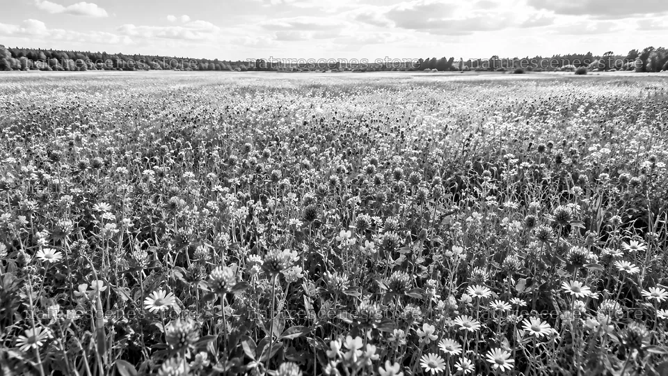 Black and White Wildflower Field in Bloom – nature scenes 10324x5812