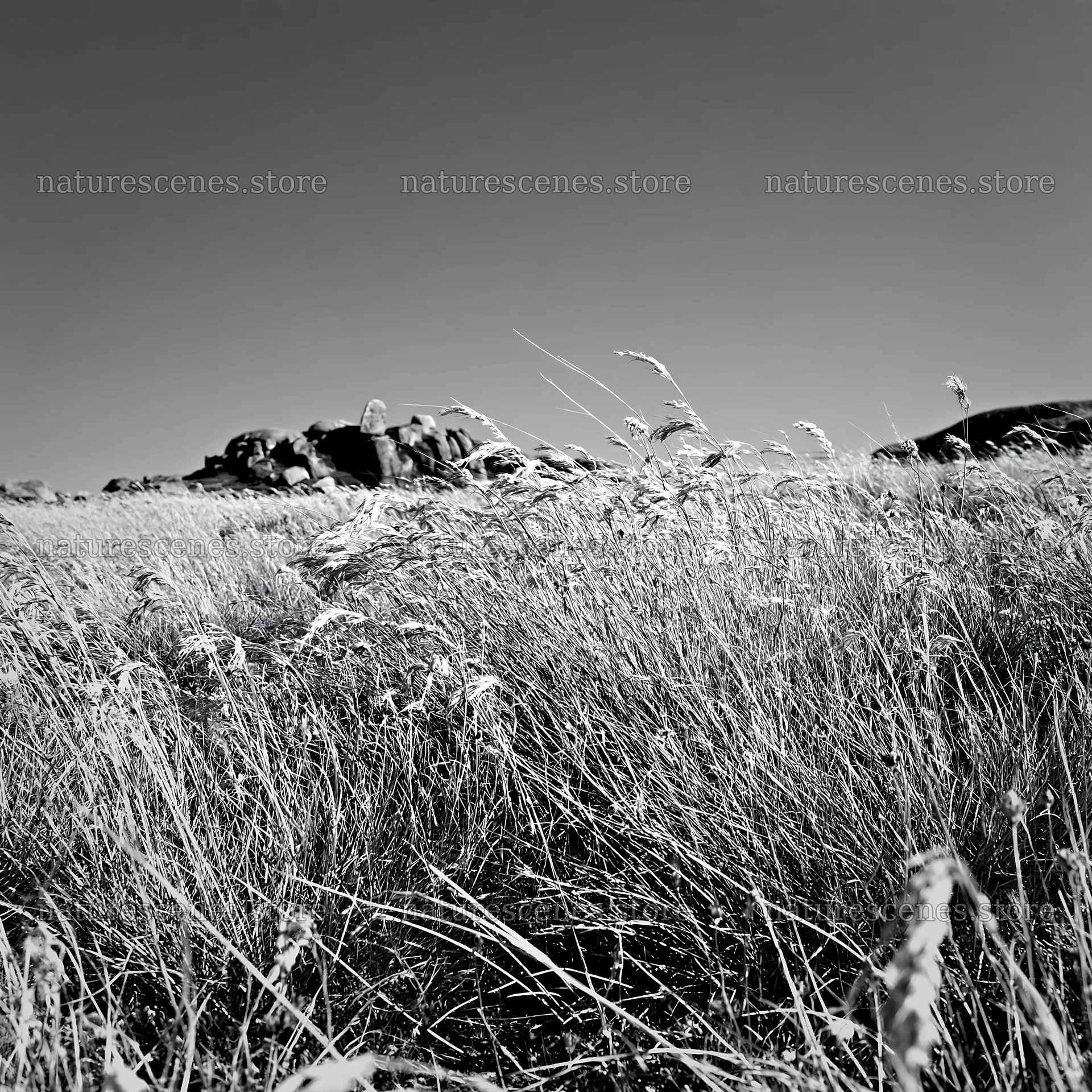 Meadow with seedheads against rocky background – nature scenes 7938x7938
