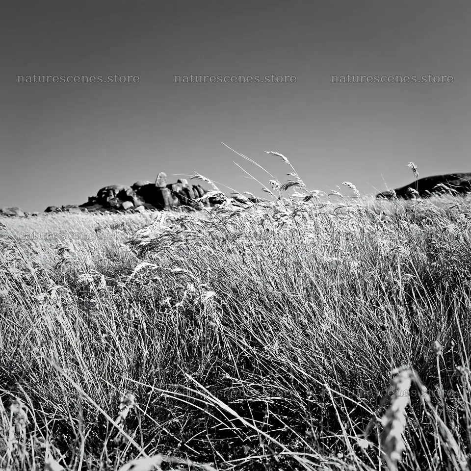 Meadow with seedheads against rocky background – nature scenes 7938x7938