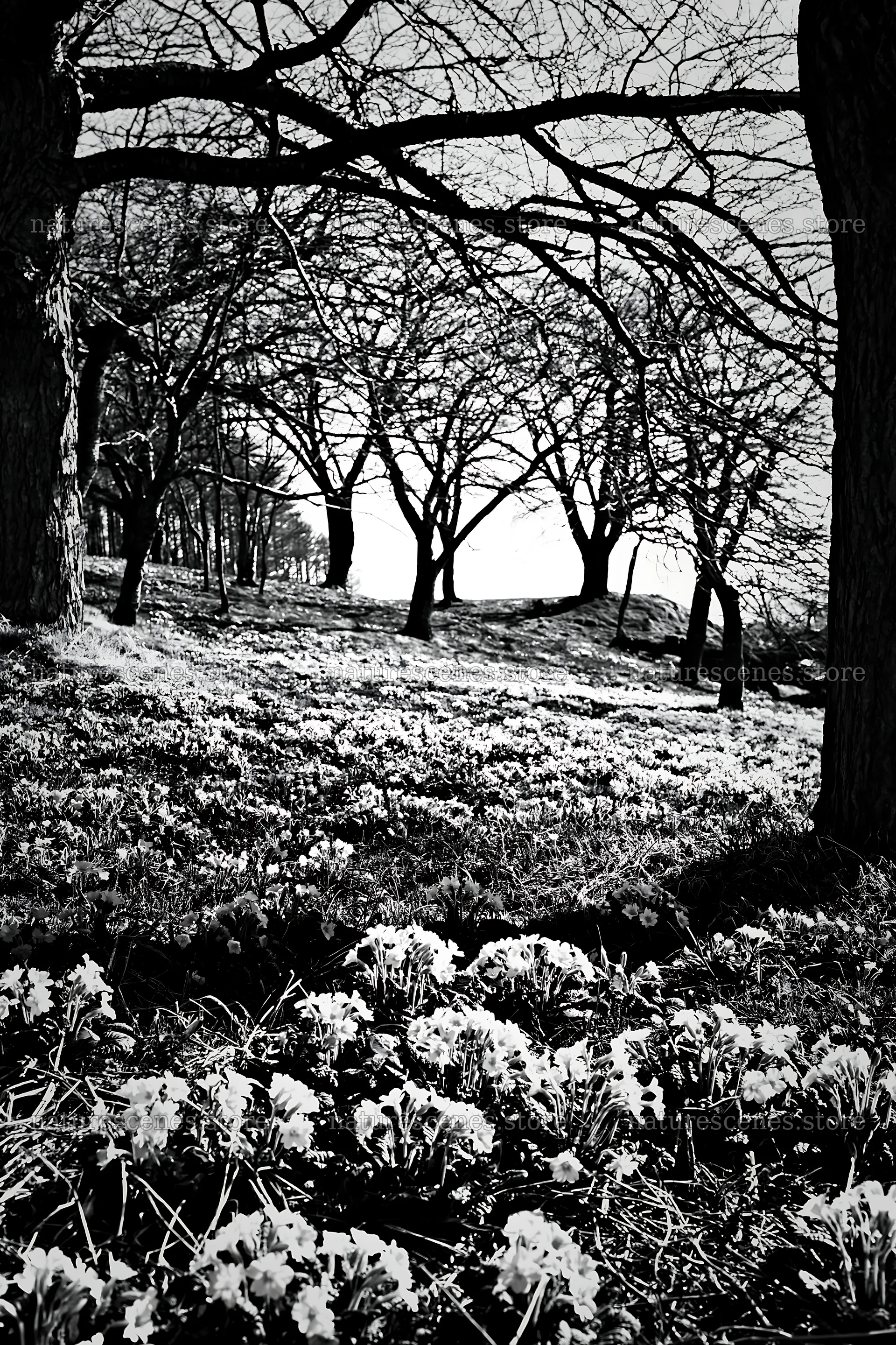 Seaside orchard meadow with trees and flowers – nature scenes 6480x9722