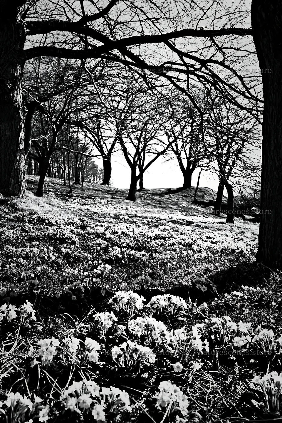 Seaside orchard meadow with trees and flowers – nature scenes 6480x9722