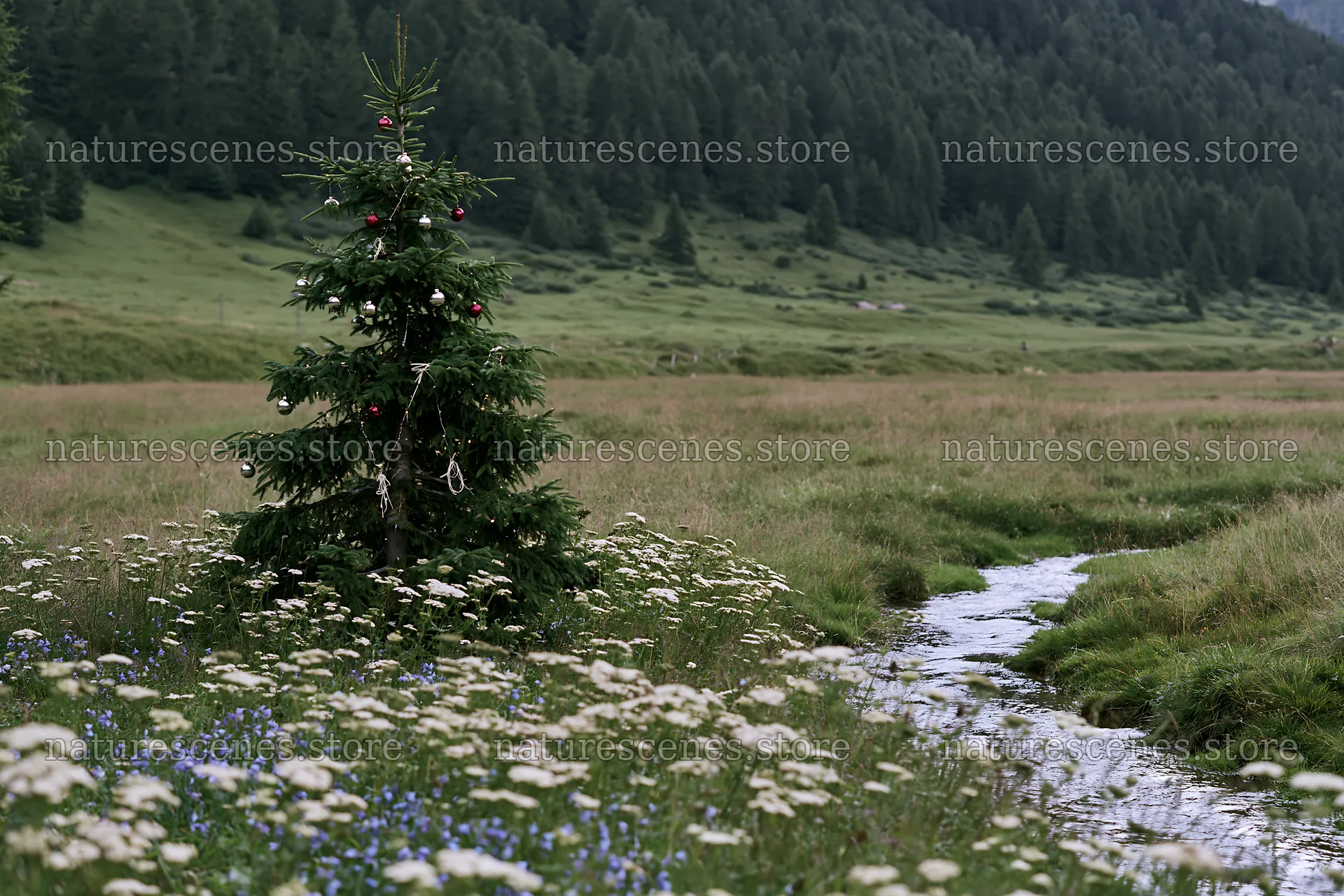 Christmas tree near stream in meadow landscape – nature scenes 9722x6480