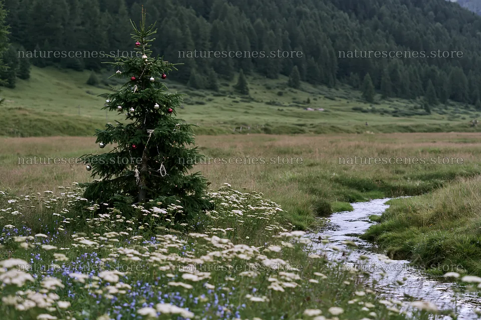 Christmas tree near stream in meadow landscape – nature scenes 9722x6480