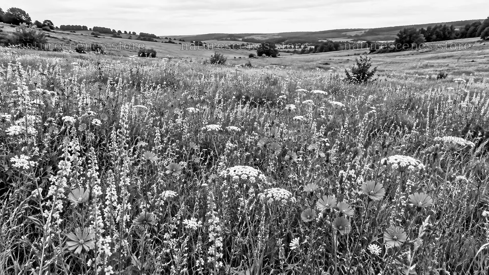 Wildflower Meadow in Black and White – nature scenes 10324x5812