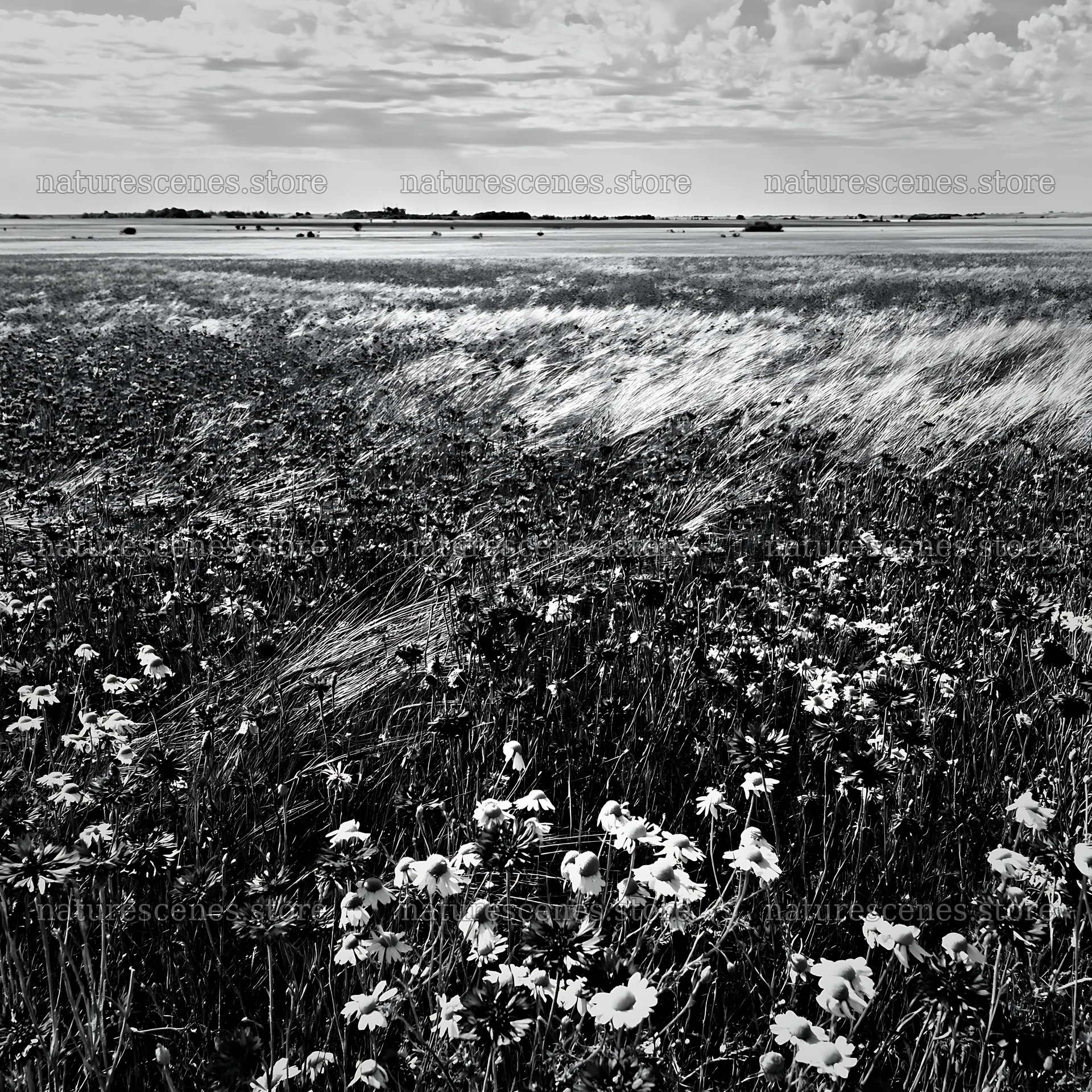 Colorful cornflower meadow in black and white landscape – nature scenes 7938x7938