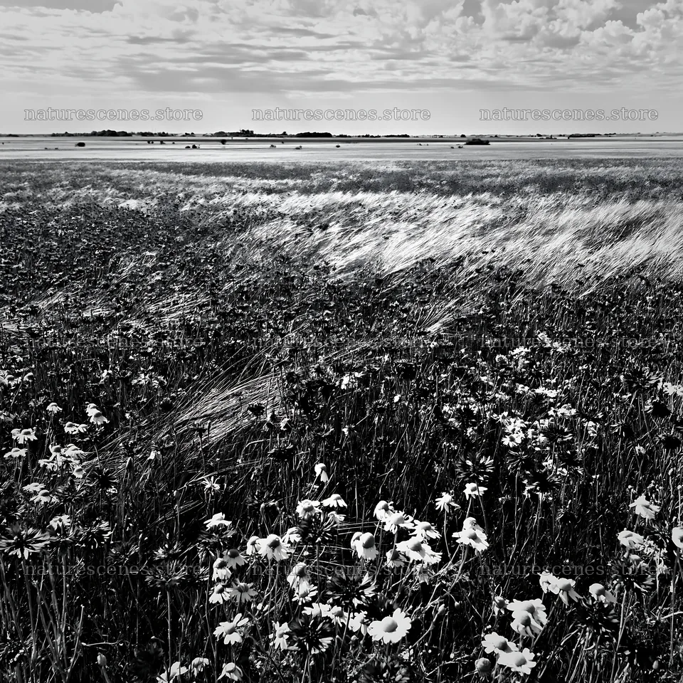 Colorful cornflower meadow in black and white landscape – nature scenes 7938x7938
