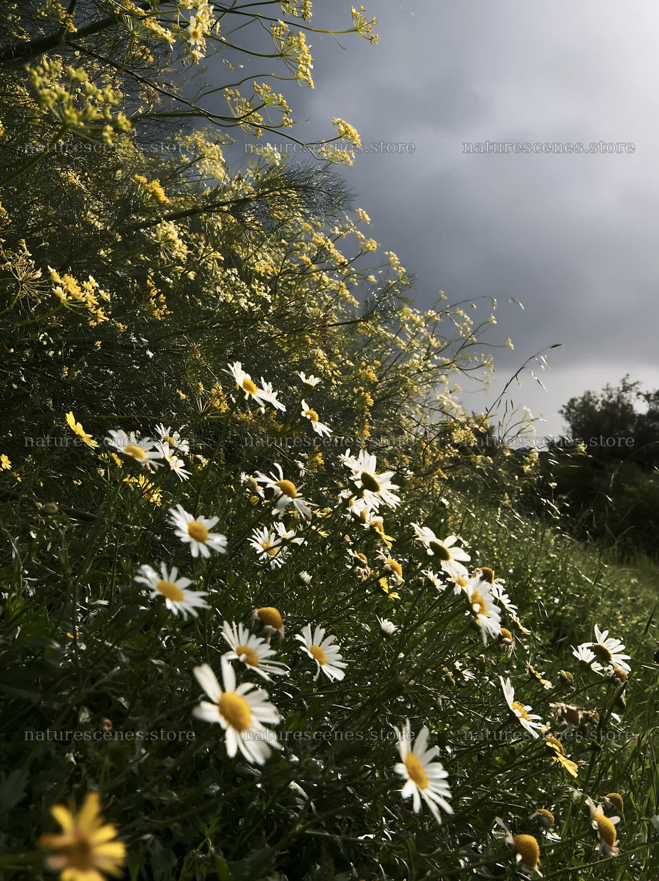 Seaside orchard meadow with wildflowers and dark clouds – nature scenes 6866x9174
