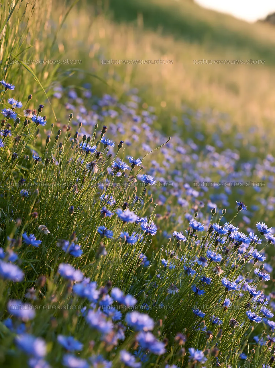Cornflower meadow with vibrant blooms under soft sunlight – nature scenes 6866x9174