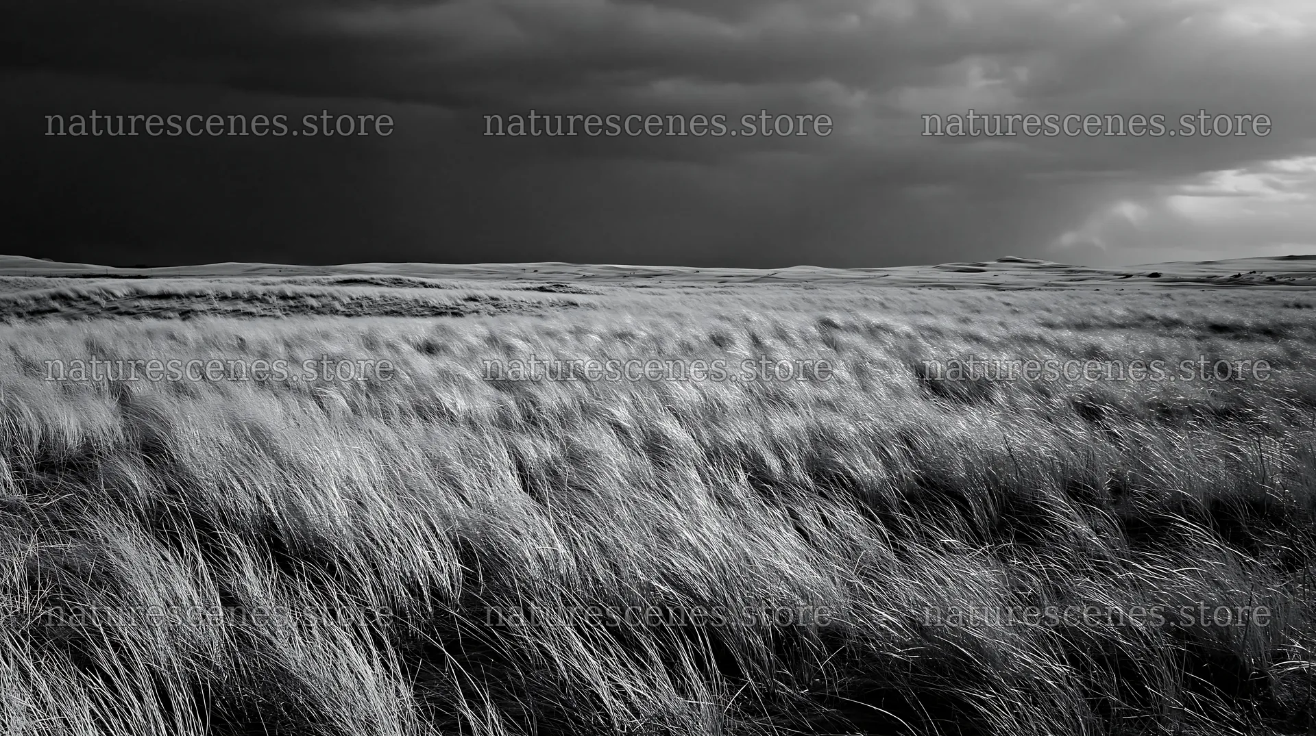 Tottori windy meadow with dune grasses and dark storm clouds – nature scenes 10608x5938