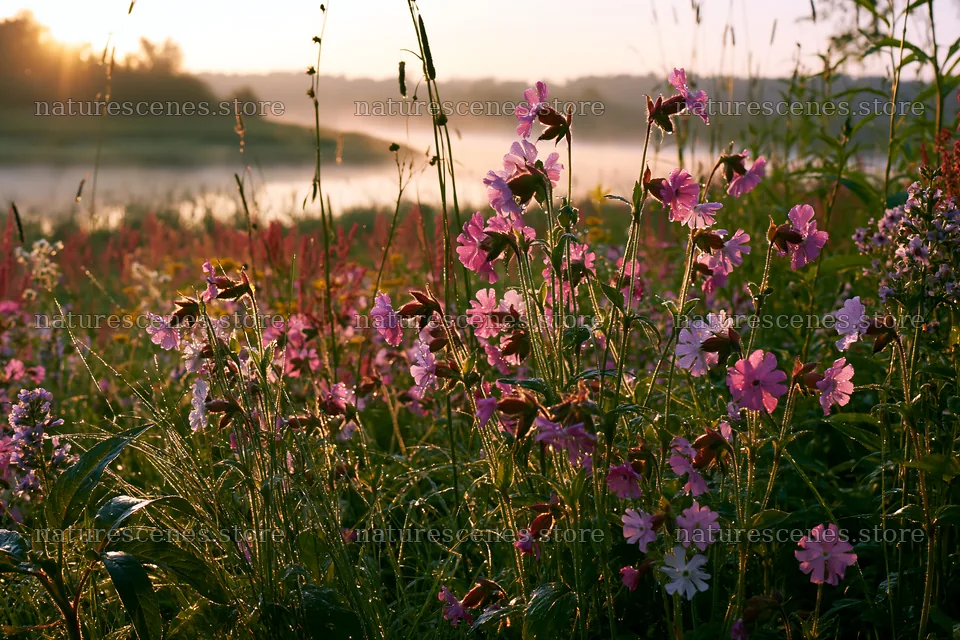 Sunlit lakeside meadow with wildflowers and morning light – nature scenes 9722x6480
