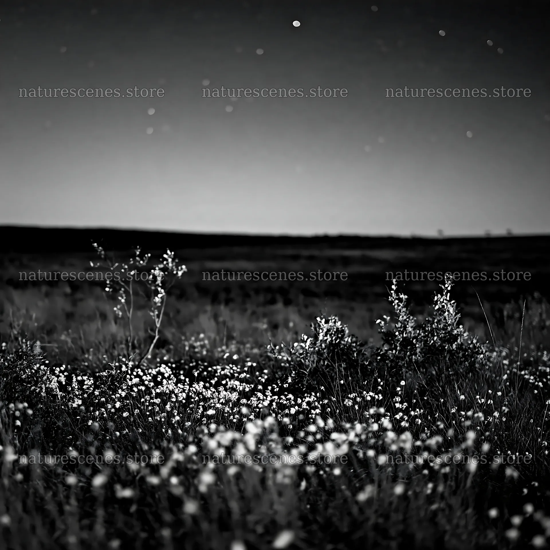 Dark sky over a meadow filled with small white flowers – nature scenes 7938x7938