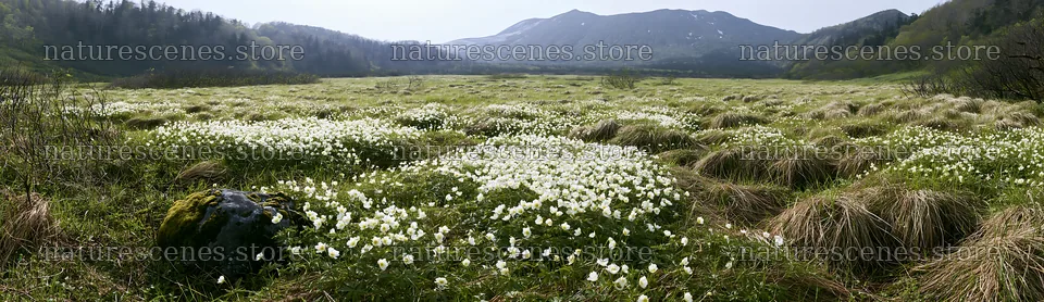 Miyagi spring recovery meadow mossy stone with white flowers – nature scenes 14762x4268