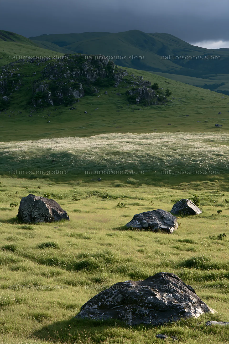 Restored Kumamoto silver grass meadow with boulders – nature scenes 6480x9722