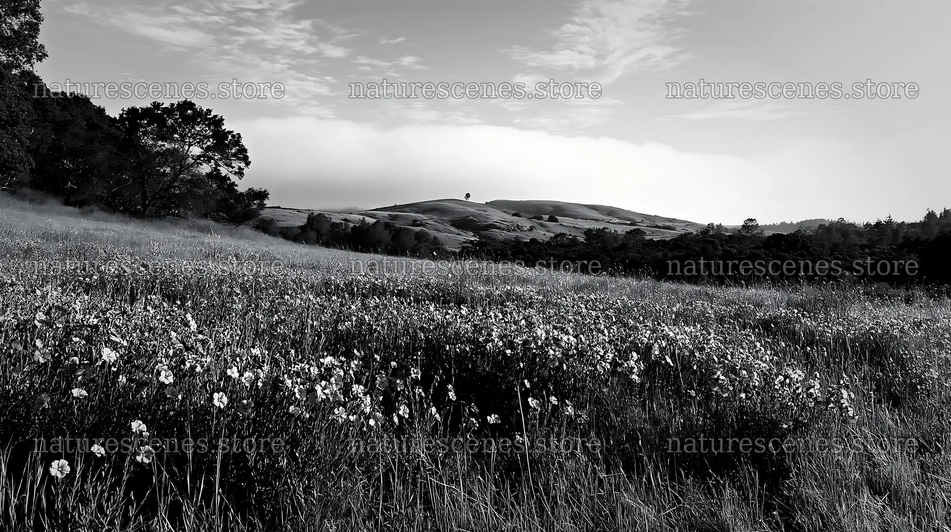 Cloudy foothill meadow with wildflowers under overcast sky – nature scenes 10608x5938
