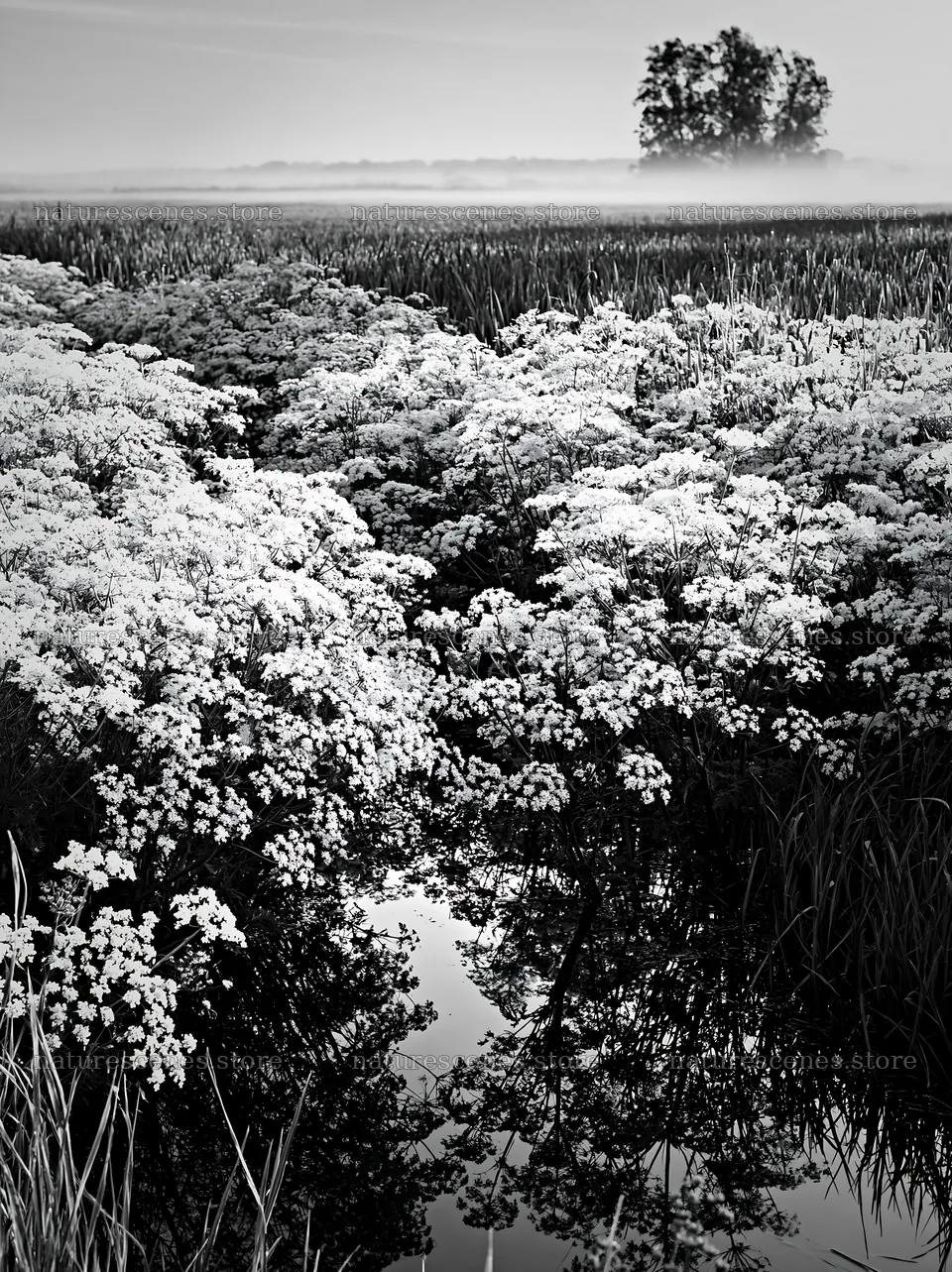 Cow parsley meadow with reflection in calm water – nature scenes 6866x9174